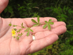 Potentilla inclinata