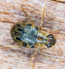 Berosus pantherinus