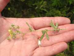 Potentilla inclinata