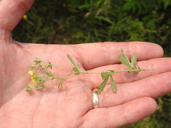 Potentilla inclinata