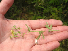 Potentilla inclinata