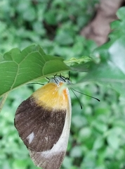 Mylothris chloris chloris