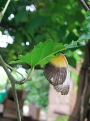 Mylothris chloris chloris