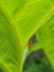 Strauzia longipennis