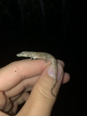 Anolis occultus