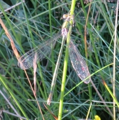 Lestes sponsa