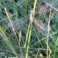 Lestes sponsa