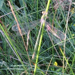 Lestes sponsa