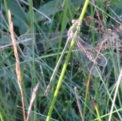 Lestes sponsa