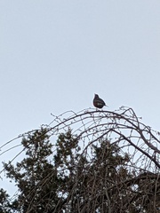 Turdus migratorius