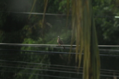 Columbina talpacoti