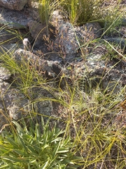 Smelowskia alba
