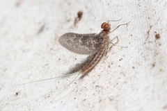 Callibaetis ferrugineus ferrugineus