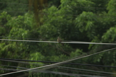 Columbina talpacoti