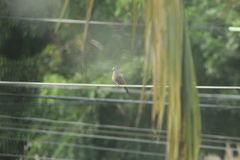 Columbina talpacoti