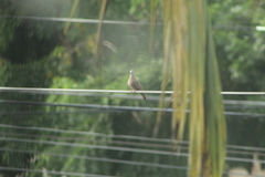 Columbina talpacoti