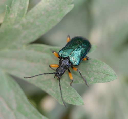 Metallic Fir Borer photo 4