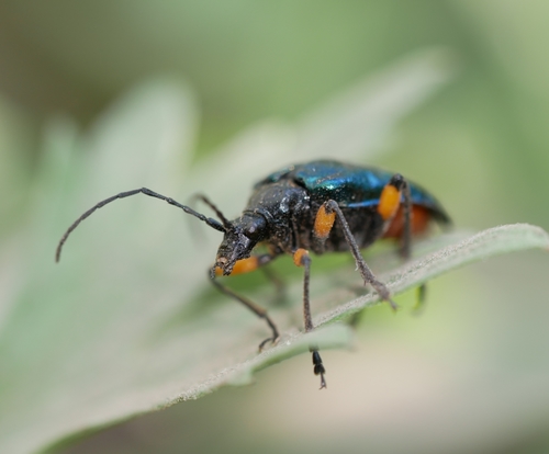 Pseudogaurotina cressoni