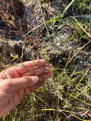 Smelowskia alba