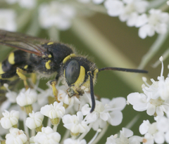 Aphilanthops frigidus