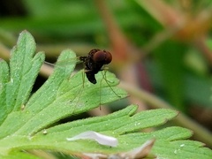 Chrysopilus basilaris