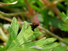 Chrysopilus basilaris