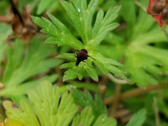 Chrysopilus basilaris