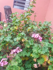 Pelargonium × hybridum