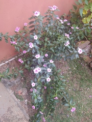 Catharanthus roseus