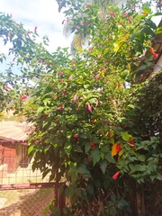 Malvaviscus arboreus
