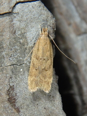 Helcystogramma lutatella