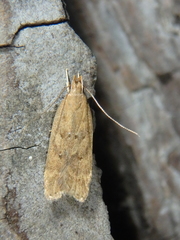 Helcystogramma lutatella