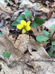 Viola hastata