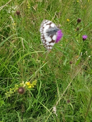 Melanargia galathea