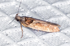 Pseudochelaria