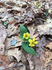 Viola hastata