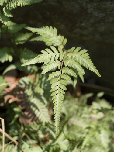 Anisocampium niponicum iNat (3)