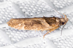Pseudochelaria scabrella
