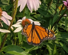 Danaus plexippus