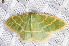 Chlorochlamys appellaria