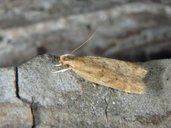 Helcystogramma lutatella