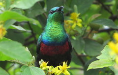 Cinnyris mariquensis