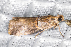 Acrobasis caliginella