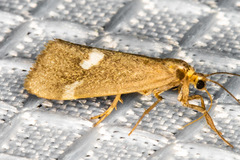 Cisthene liberomacula
