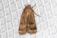Abagrotis trigona