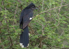 Clamator levaillantii