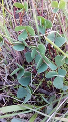 Indigofera procumbens