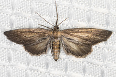 Glaucina macdunnoughi