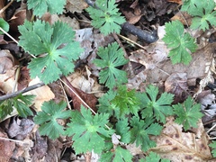 Geranium maculatum