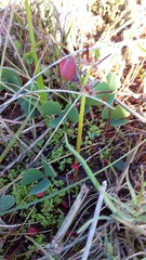 Indigofera procumbens